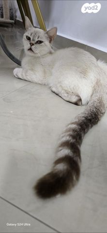 תמונת מודעה - חיות מחמד