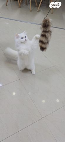 תמונת מודעה - חיות מחמד