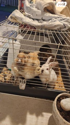 תמונת מודעה - חיות מחמד