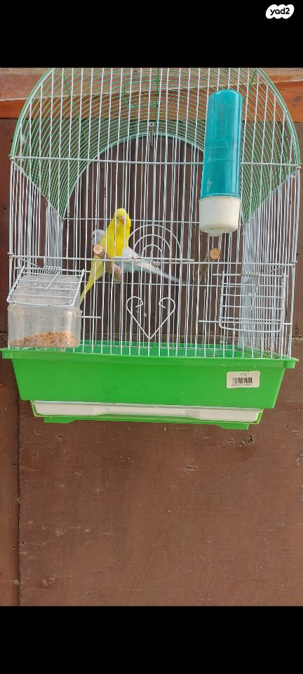 תמונת מודעה - חיות מחמד