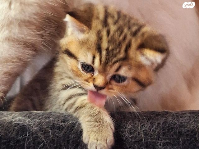 תמונת מודעה - חיות מחמד