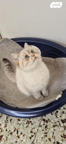 תמונת מודעה - חיות מחמד