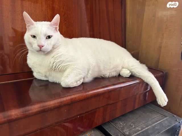 תמונת מודעה - חיות מחמד