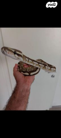 תמונת מודעה - חיות מחמד