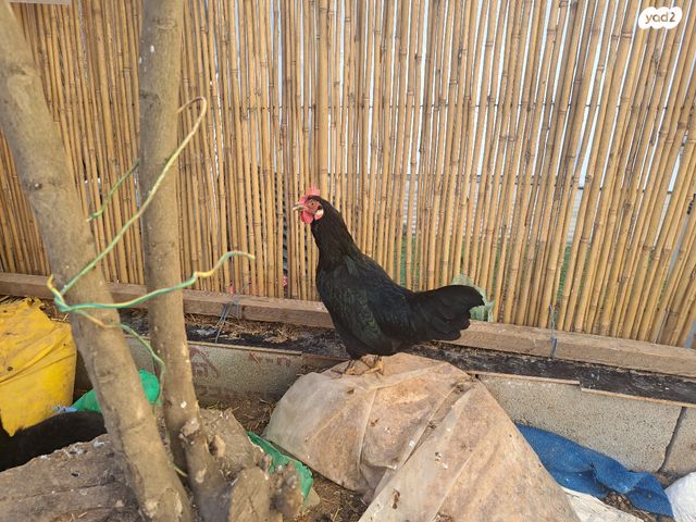 תמונת מודעה - חיות מחמד