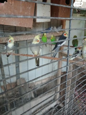 תמונת מודעה - חיות מחמד