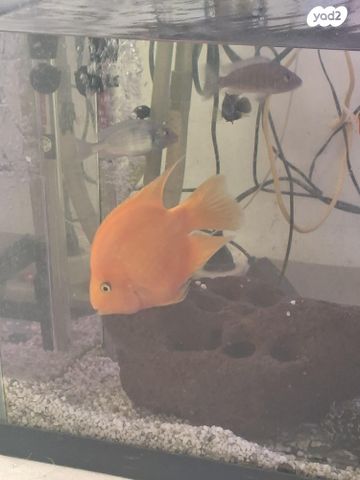 תמונת מודעה - חיות מחמד