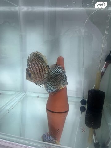 תמונת מודעה - חיות מחמד