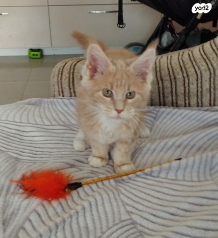 תמונת מודעה - חיות מחמד