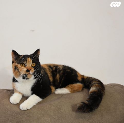 תמונת מודעה - חיות מחמד