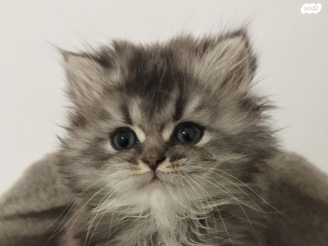 תמונת מודעה - חיות מחמד