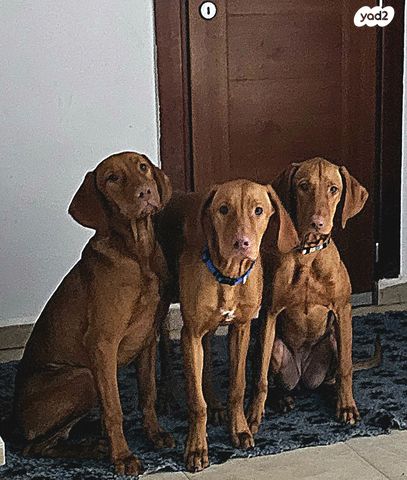 תמונת מודעה - חיות מחמד