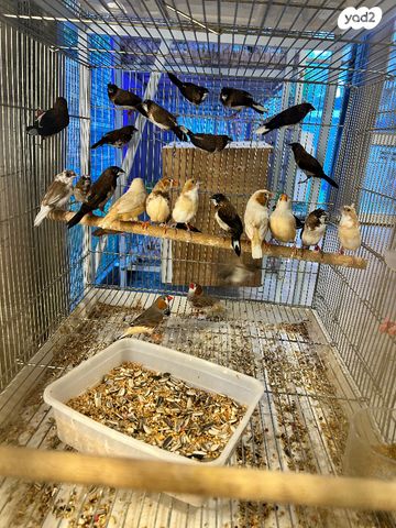 תמונת מודעה - חיות מחמד