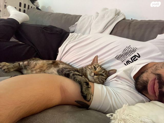 תמונת מודעה - חיות מחמד