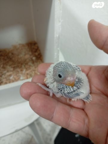 תמונת מודעה - חיות מחמד