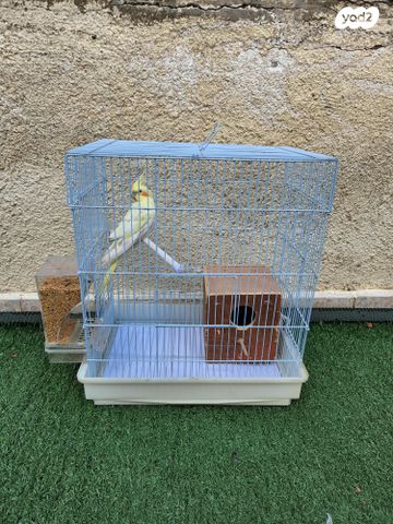 תמונת מודעה - חיות מחמד