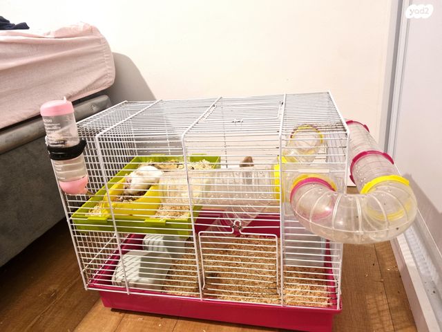 תמונת מודעה - חיות מחמד