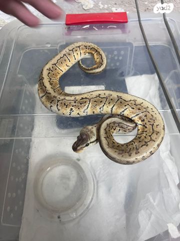 תמונת מודעה - חיות מחמד