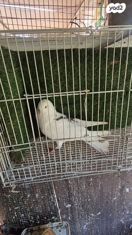 תמונת מודעה - חיות מחמד