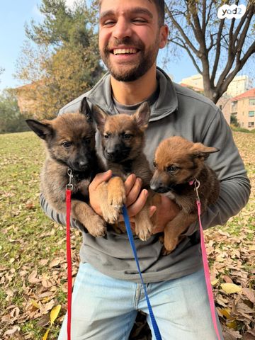 תמונת מודעה - חיות מחמד