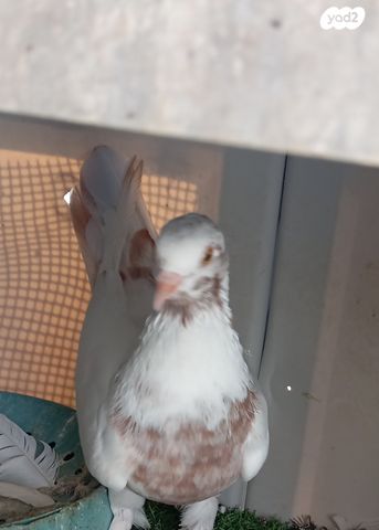 תמונת מודעה - חיות מחמד