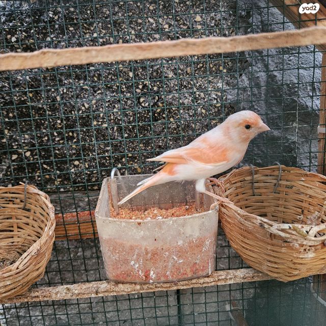 תמונת מודעה - חיות מחמד