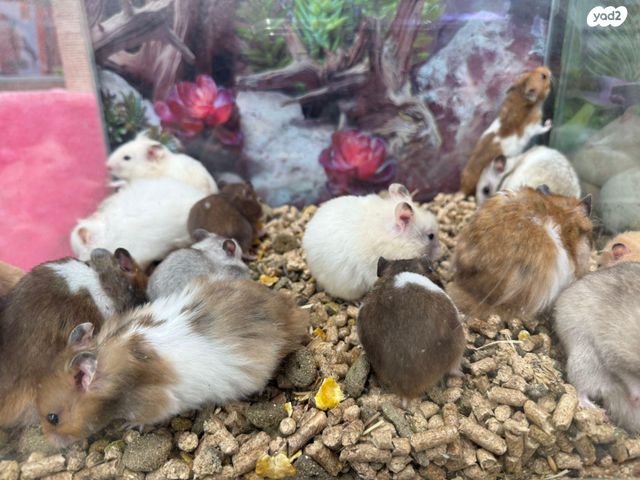 תמונת מודעה - חיות מחמד