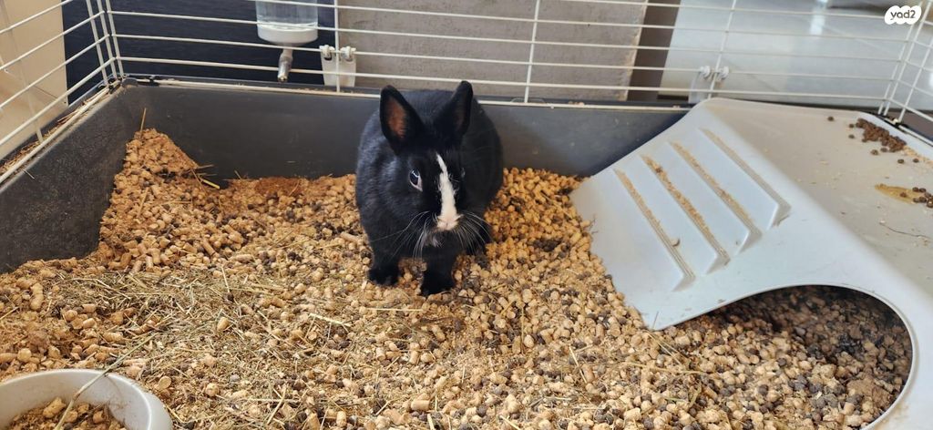 תמונת מודעה - חיות מחמד