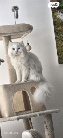 תמונת מודעה - חיות מחמד