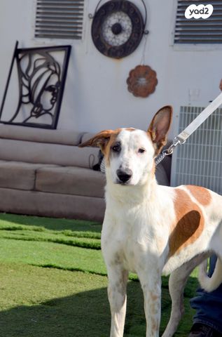 תמונת מודעה - חיות מחמד