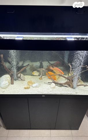 תמונת מודעה - חיות מחמד