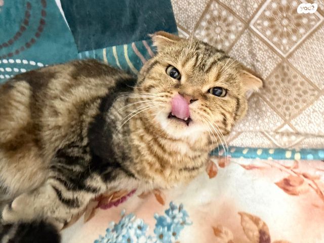 תמונת מודעה - חיות מחמד