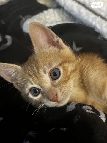 תמונת מודעה - חיות מחמד