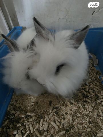 תמונת מודעה - חיות מחמד