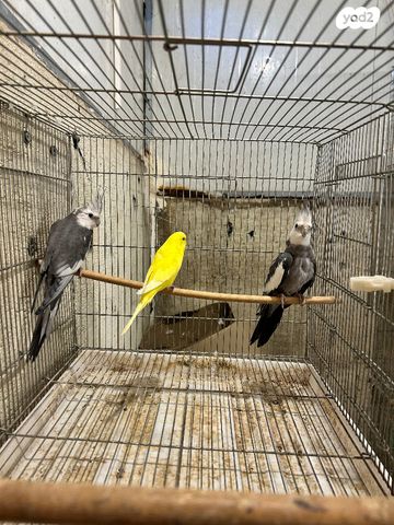 תמונת מודעה - חיות מחמד