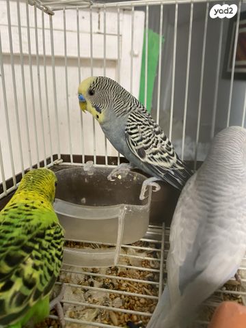 תמונת מודעה - חיות מחמד