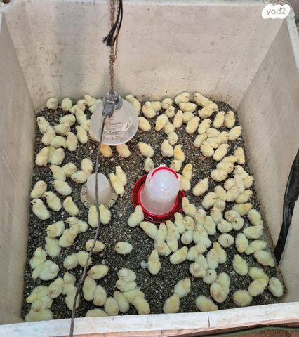 תמונת מודעה - חיות מחמד