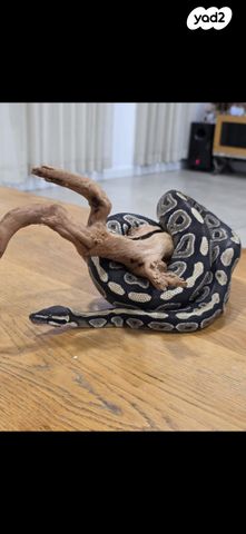 תמונת מודעה - חיות מחמד