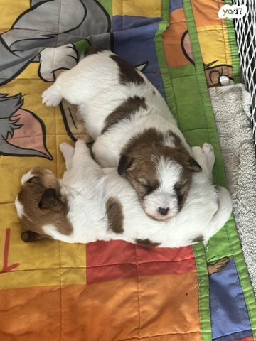 תמונת מודעה - חיות מחמד