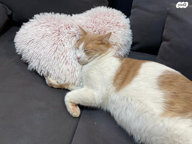 תמונת מודעה - חיות מחמד