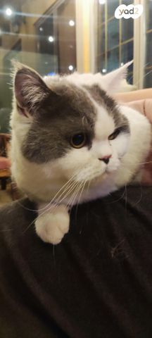 תמונת מודעה - חיות מחמד