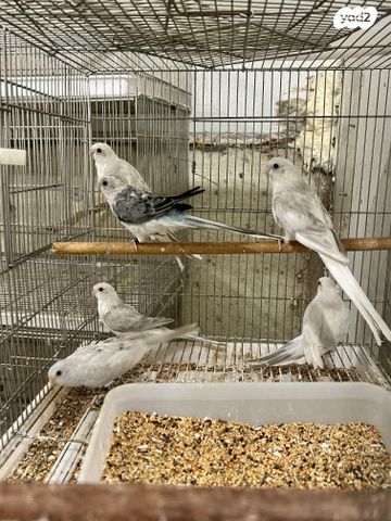 תמונת מודעה - חיות מחמד