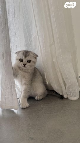 תמונת מודעה - חיות מחמד