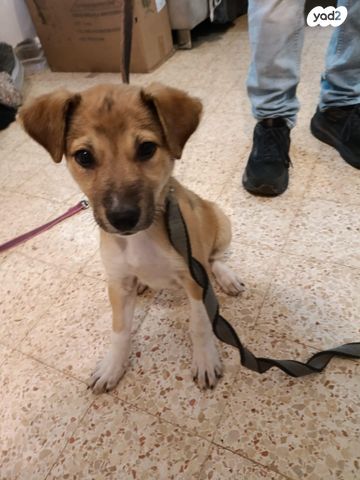 תמונת מודעה - חיות מחמד