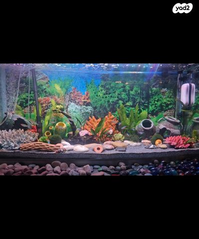 תמונת מודעה - חיות מחמד