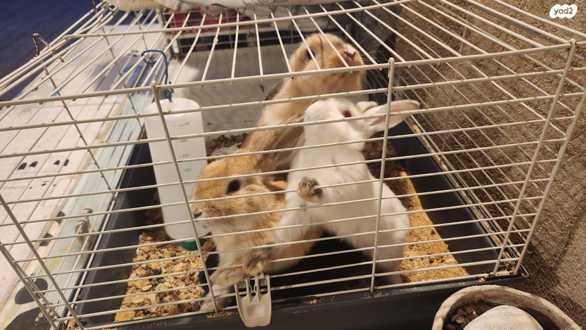 מכרסם ארנב ננסי