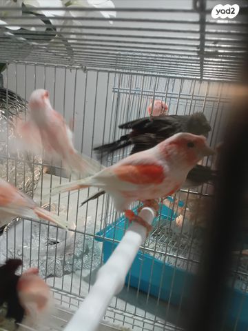 תמונת מודעה - חיות מחמד