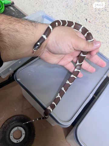 תמונת מודעה - חיות מחמד