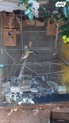 תמונת מודעה - חיות מחמד