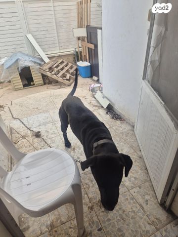 תמונת מודעה - חיות מחמד